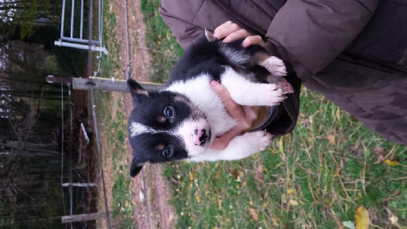 De L'estive De Vénus - Border Collie - Portée née le 08/10/2016