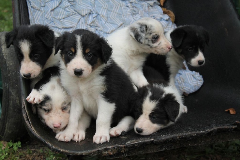 De L'estive De Vénus - Border Collie - Portée née le 31/08/2014