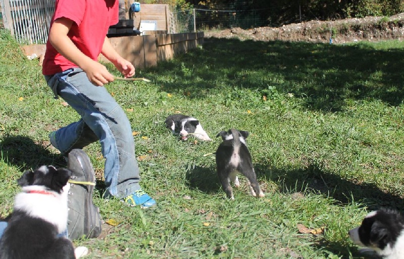 De L'estive De Vénus - Border Collie - Portée née le 26/08/2015